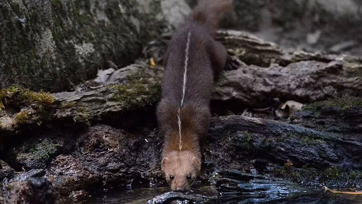  Triết chỉ lưng (Mustela strigidorsa). Kích thước: Chiều dài đầu và thân 26-30 cm. Khu vực phân bố: Yên Bái (Lục Yên), Bắc Thái (cũ).