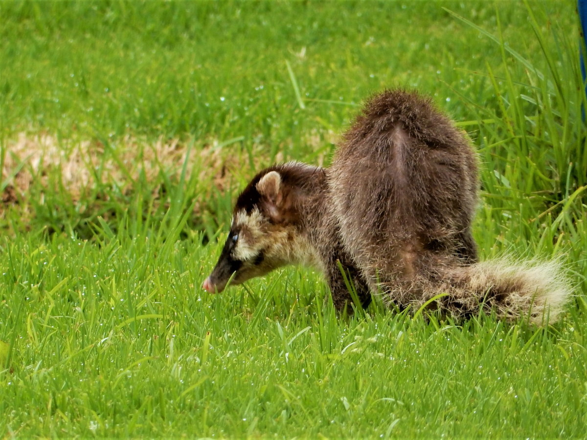  Chồn bạc má Nam (Melogale personata). Kích thước: Chiều dài đầu và thân 33-39 cm. Khu vực phân bố: Yên Bái (Lục Yên), Thừa Thiên Huế, Quảng Nam, Đà Nẵng, Gia Lai, Kom Tum, Lâm Đồng (Di Linh), Đồng Nai (Biên Hòa), TP Hồ Chí Minh.