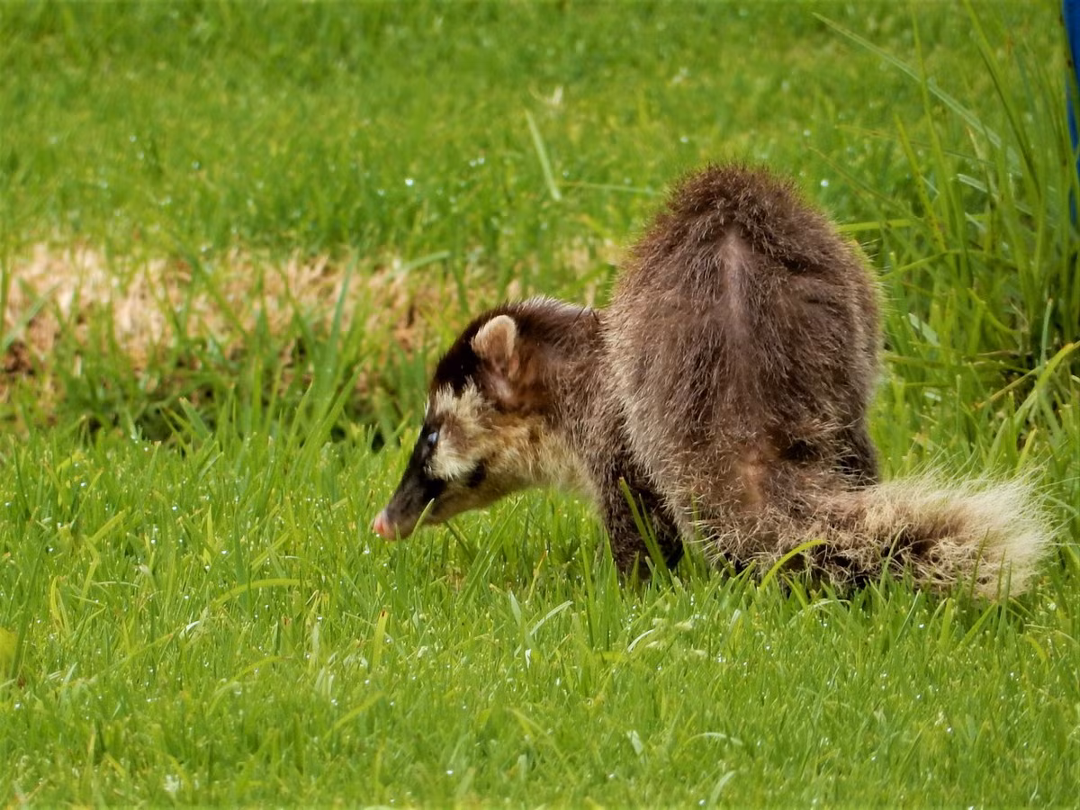  Chồn bạc má Nam (Melogale personata). Kích thước: Chiều dài đầu và thân 33-39 cm. Khu vực phân bố: Yên Bái (Lục Yên), Thừa Thiên Huế, Quảng Nam, Đà Nẵng, Gia Lai, Kom Tum, Lâm Đồng (Di Linh), Đồng Nai (Biên Hòa), TP Hồ Chí Minh.