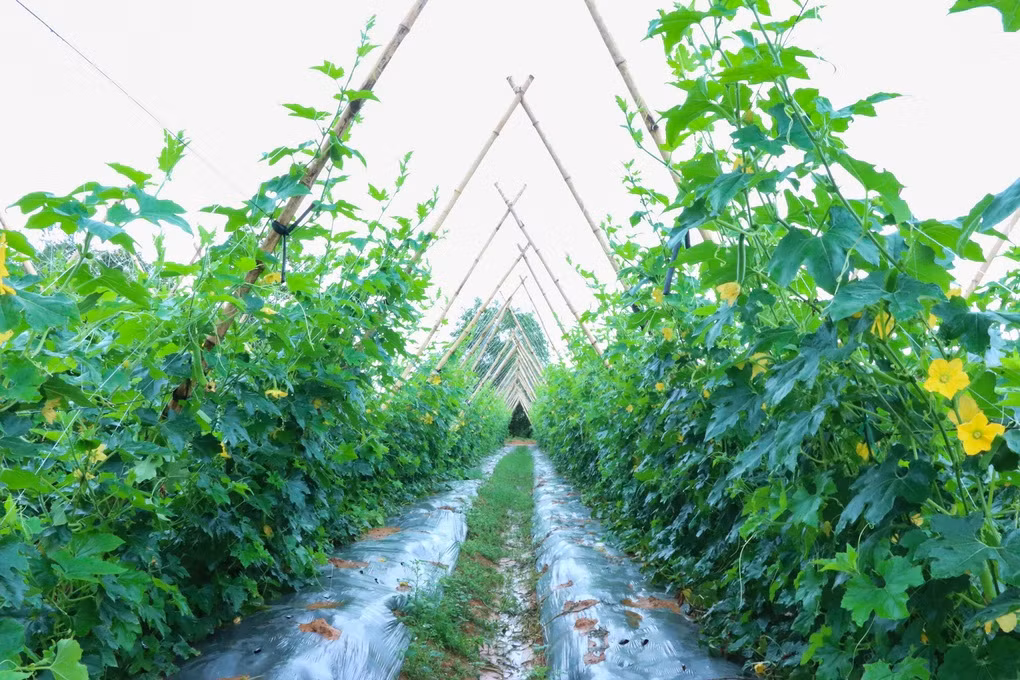 Nguoi dan ong “cai troi”, trong loai qua hai mot xe rua thu ca trieu dong