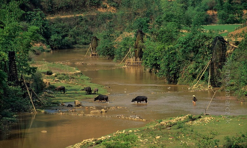 Một đàn trâu băng qua sông Nậm La, Sơn La.