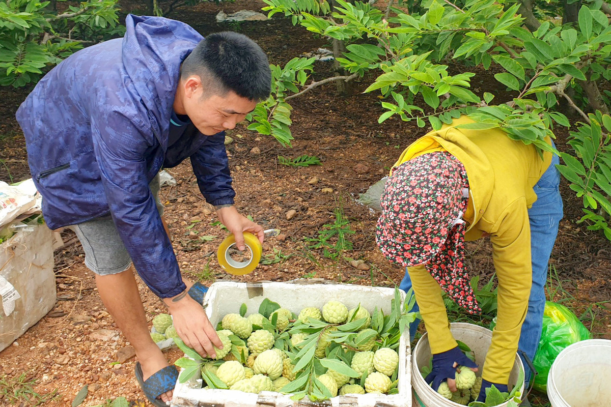 Ngoi lang ngay cang nhieu biet thu nho trong loai cay nay