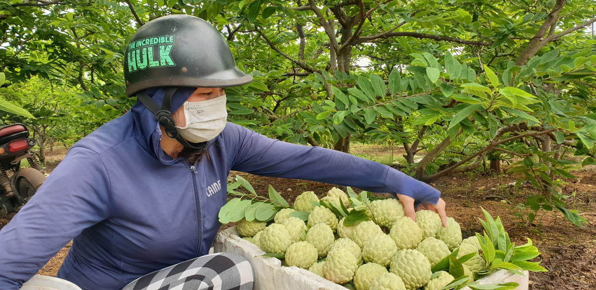 Ngoi lang ngay cang nhieu biet thu nho trong loai cay nay-Hinh-2