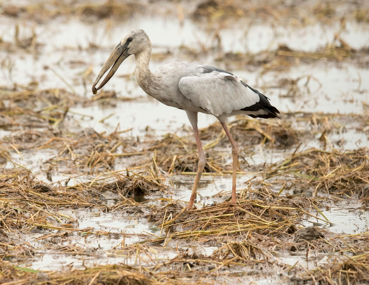  Cò nhạn (Anastomus oscitans). Kích thước: Dài 80–90 cm. Khu vực phân bố: Trước đây ghi nhận làm tổ ở sân chim Đầm Dơi và Cái Nước (Cà Mau), bắt gặp ở U Minh Thượng (Kiên Giang), Vườn quốc gia Lò Gò - Sa Mát (Tây Ninh). Tình trạng bảo tồn trong Sách Đỏ IUCN: Ít quan tâm.