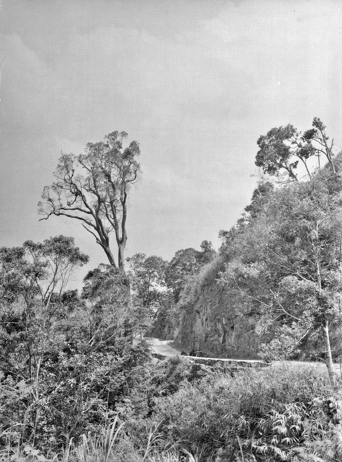 Cung đường tuyệt đẹp xuyên qua rừng núi hoang sơ.