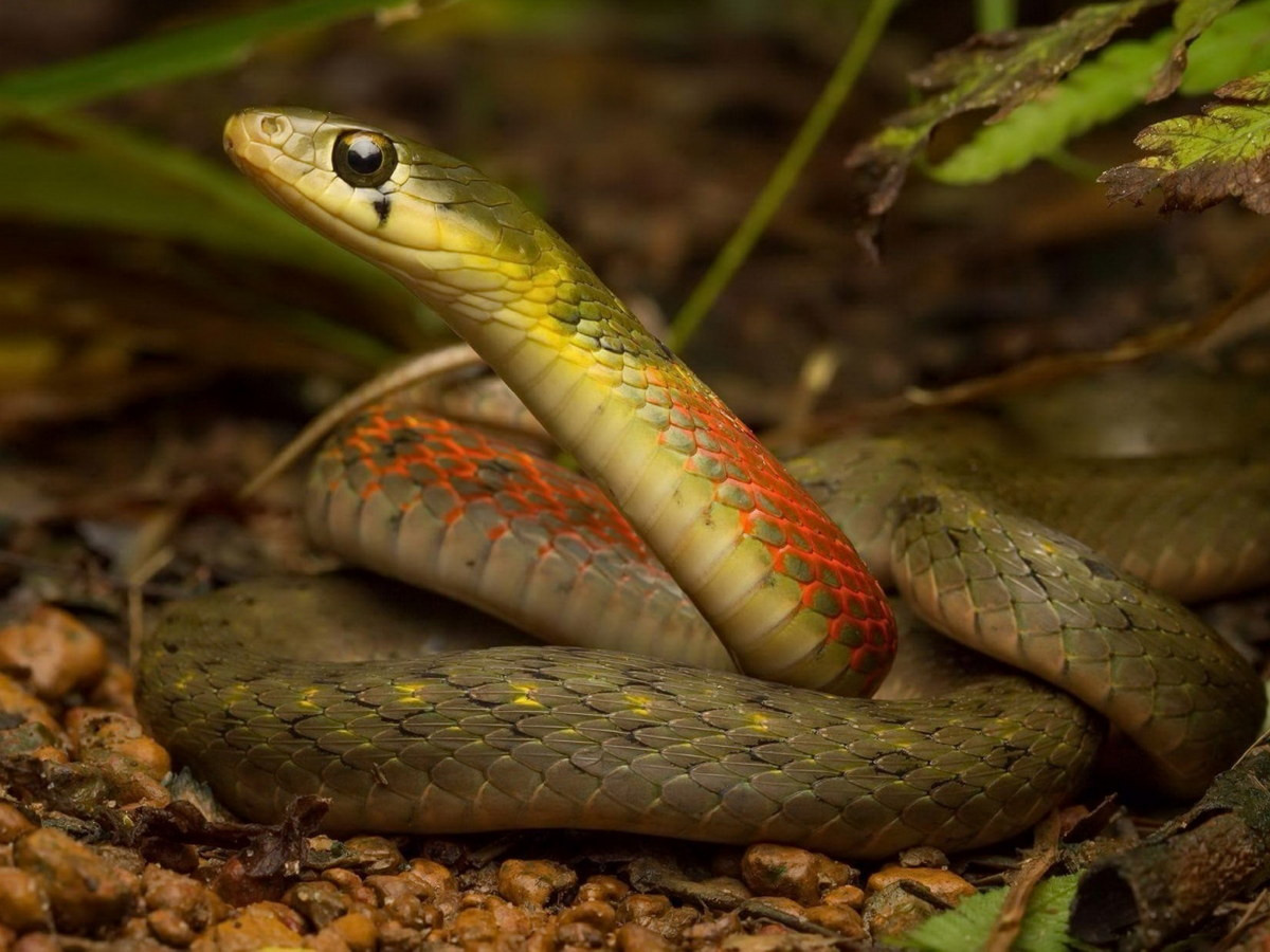 Loài rắn hoạt động ban ngày này thích những nơi đất thấp có nhiều nước ở trong rừng và đồi núi. Thức ăn ưa thích của chúng là các loài lưỡng cư và động vật nhỏ khác trong rừng. Ảnh: Encyclopedia of Life.
