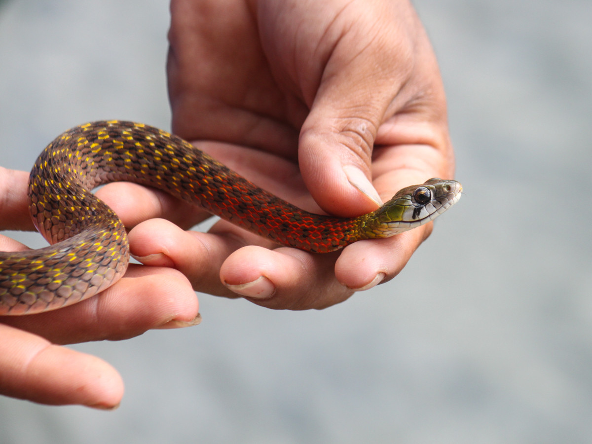 Dù nguy hiểm như vậy nhưng rắn hoa cỏ nhỏ vẫn bị săn lùng để làm sinh vật cảnh. Ảnh: Gee Nature.