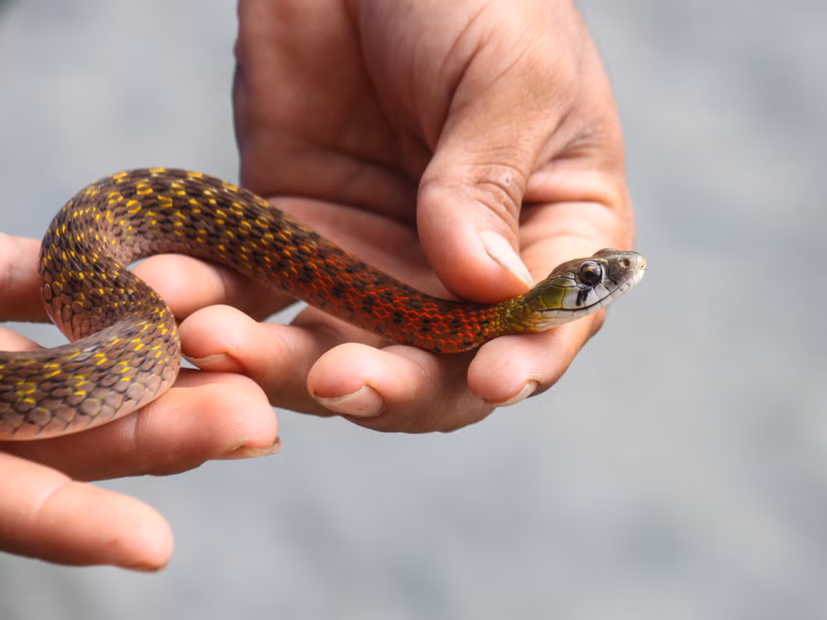 Dù nguy hiểm như vậy nhưng rắn hoa cỏ nhỏ vẫn bị săn lùng để làm sinh vật cảnh. Ảnh: Gee Nature.