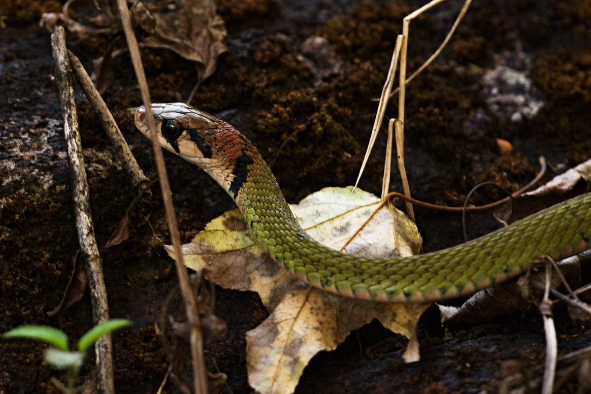 Theo đánh giá của các nhà nghiên cứu, loài rắn này vẫn còn khá nhiều trong tự nhiên ở Việt Nam. Ảnh: Wikipedia.