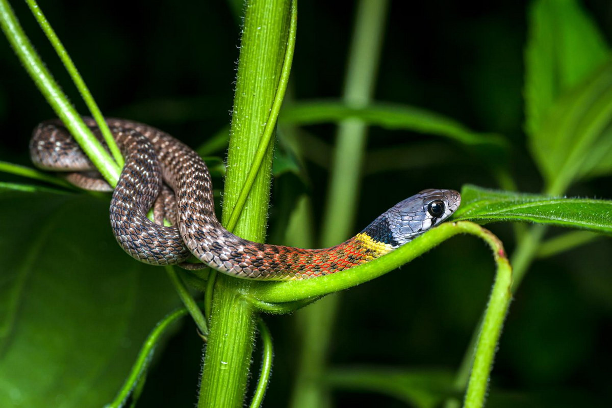 Đây là một loài rắn nhỏ, có chiều dài không quá 1,3 mét. Chúng có thân màu xanh đen hoặc xám đen, phần đầu có màu sẫm. Nửa trước của thân thường có các vân đen, không đều giữa trên lưng và hai bên thân. Ảnh: Wikipedia.