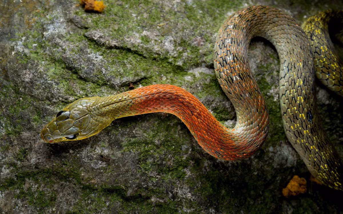 Người bị loài rắn này cắn sẽ gặp nhiều triệu chứng nghiêm trọng, trong đó có rối loạn đông máu. Ảnh: Thai National Parks.