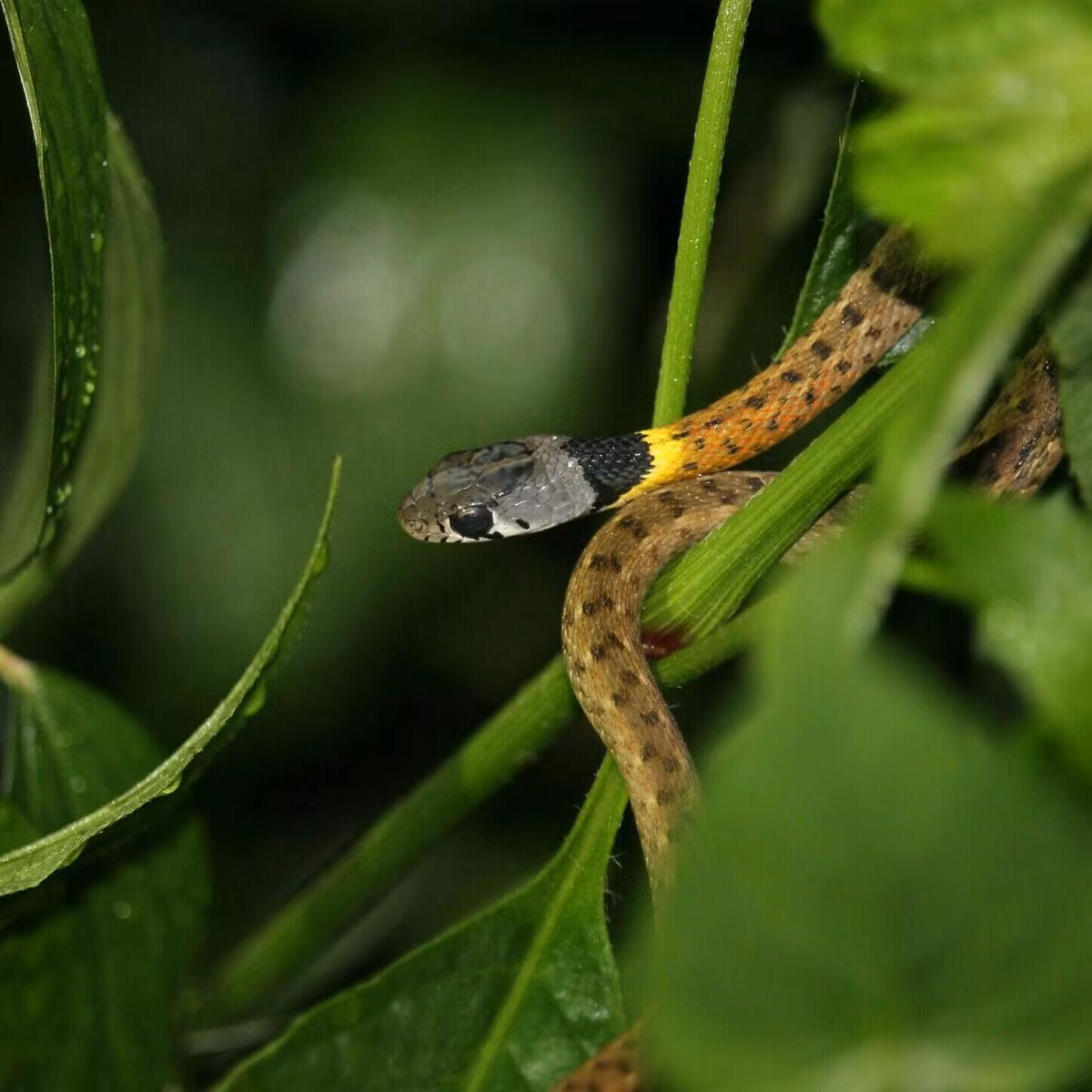 Mép rắn trắng, gáy có hoặc không có vòng đen. Phần cổ có màu vàng nhạt và nâu đỏ ở con non rất rõ và nhạt dần khi trưởng thành. Cằm và họng rắn màu trắng nhạt. Ảnh: Thai National Parks.