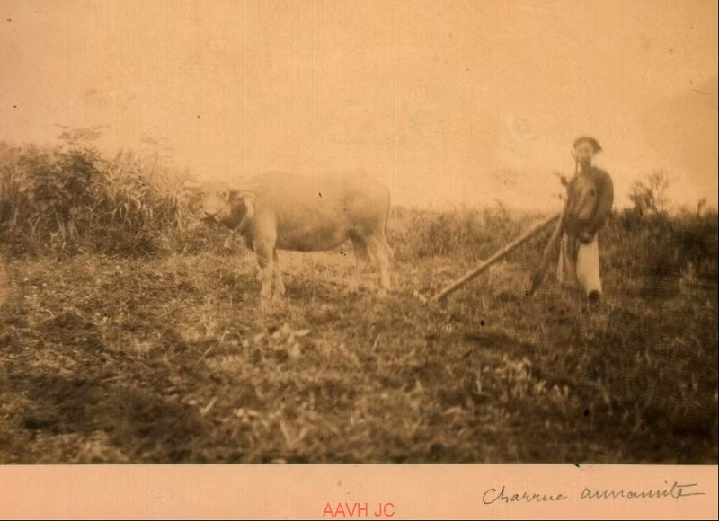 Người nông dân cày ruộng bằng trâu ở vùng nông thôn Bắc Bộ.