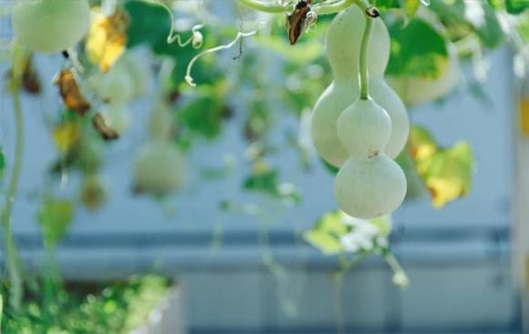 “Mo cua co 2 thu nay, con chau mai phu quy”