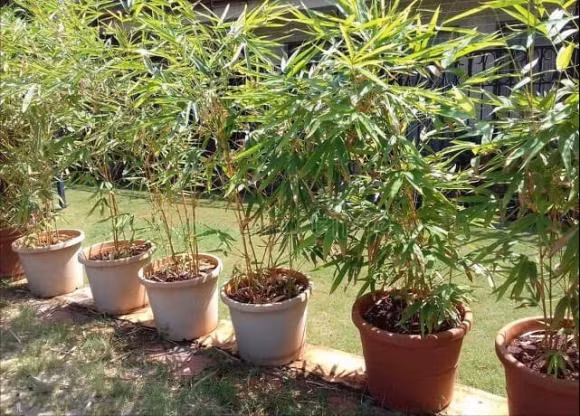 “Mo cua co 2 thu nay, con chau mai phu quy”-Hinh-2