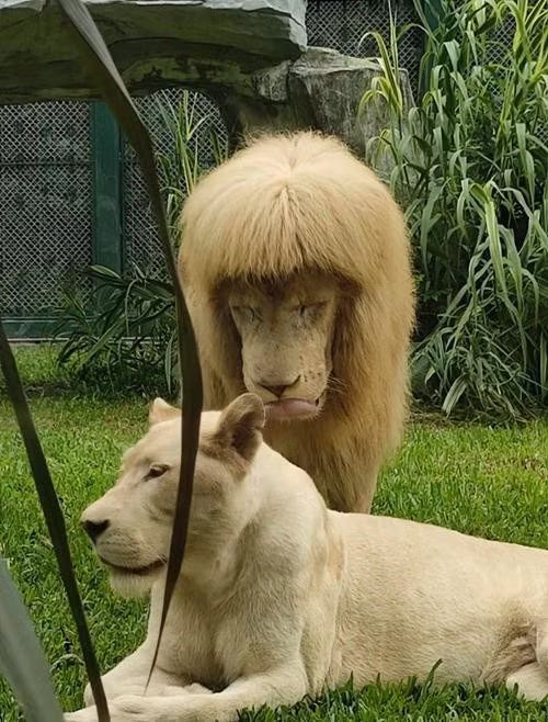 Su tu o so thu Quang Chau co kieu “toc” ky quai, so thu noi gi?-Hinh-3