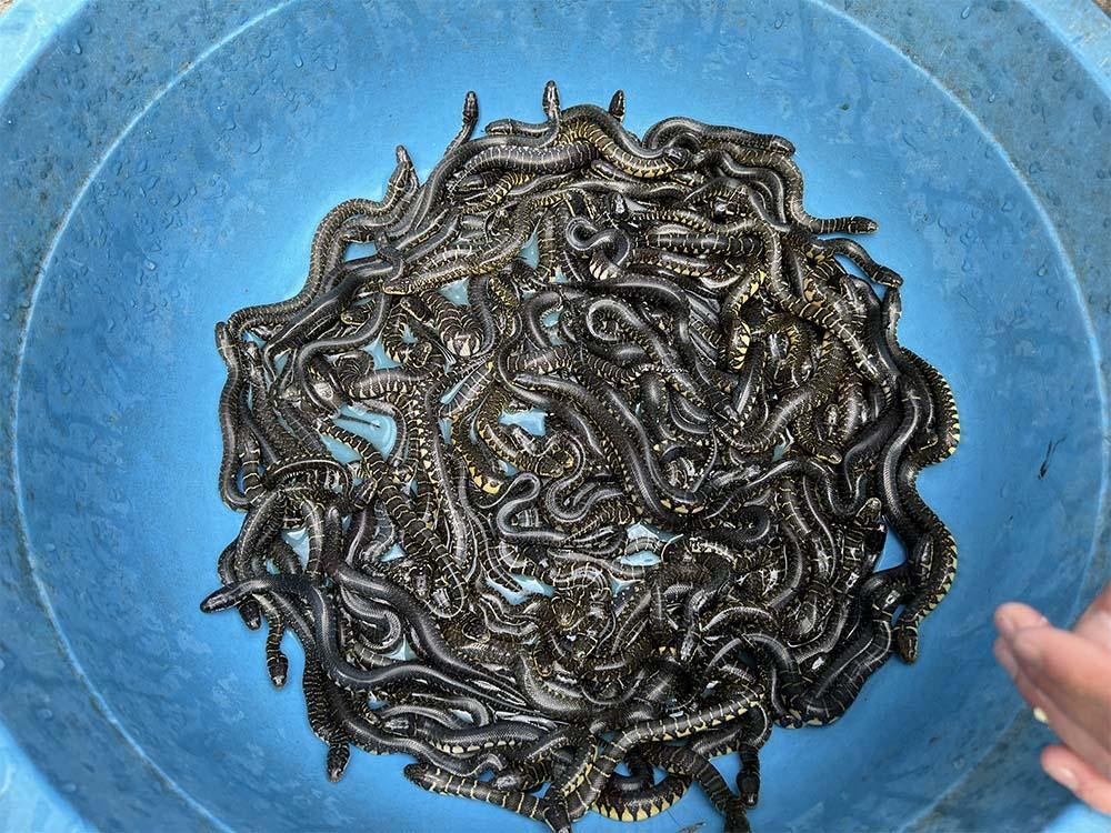 “Rắn giống từ 15 đến 30 ngày tuổi, tôi mới xuất bán với giá 90.000 đồng/con. Năm trước tôi bán hơn 1.000 con rắn con, dự kiến năm nay bán từ 1.400-1.600 con”, anh Thanh chia. Người mua rắn giống của anh ở khắp các tỉnh miền Tây.