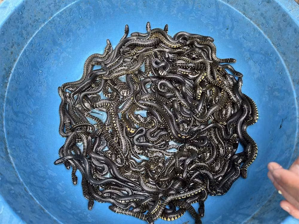 Cảnh tượng đáng sợ, 1.000 con rắn quấn nhau trong bể xi măng - Hình 6 Canh tuong dang so, 1.000 con ran quan nhau trong be xi mang-Hinh-6