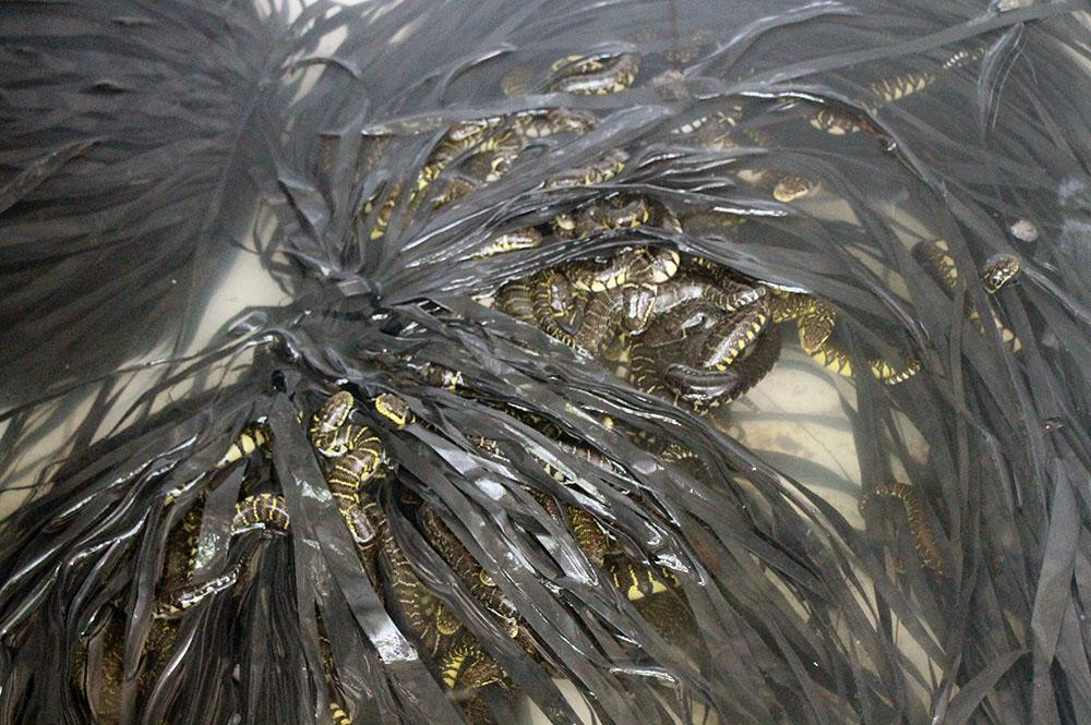 Do là thợ hồ nên việc xây bể nuôi rắn với anh Thanh khá dễ dàng. Bể nuôi rắn của anh ban đầu rộng khoảng 8m2. Hàng nghìn con rắn ri voi con mới sinh sản được anh Thanh nuôi trong bể riêng