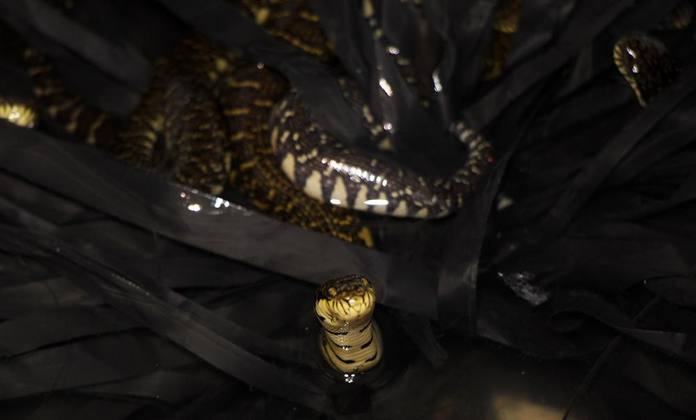 “Tiền công làm thợ hồ 8 năm trước của tôi chỉ 200.000 đồng/ngày, bởi vậy khi bỏ ra 5 triệu đồng mua rắn ri voi giống chỉ bằng ngón tay về nuôi tôi cũng e dè. May mắn, rắn phát triển tốt, lớn nhanh”, anh Thanh kể lại.