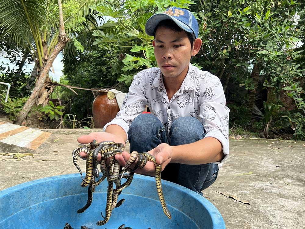 Mỗi năm anh Thanh xuất bán hàng nghìn con rắn giống
