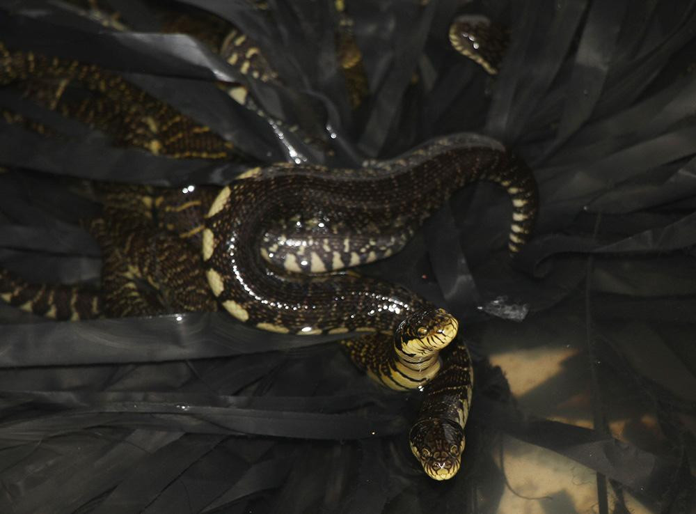 Sau 2 năm chăm sóc, rắn ri voi bắt đầu sinh sản, anh Thanh bán lứa đầu tiên. Đến nay, anh có 100 con rắn bố mẹ, mỗi con nặng từ 4-6kg. Hằng năm, chúng đẻ gần 2.000 rắn con. Với rắn con, anh Thanh xây bể rộng khoảng 2m2 để nuôi. Tổng diện tích nuôi rắn bố mẹ và rắn con của anh Thanh là 10m2. (Rắn ri voi con được anh Thanh bán với giá 90.000 đồng/con)