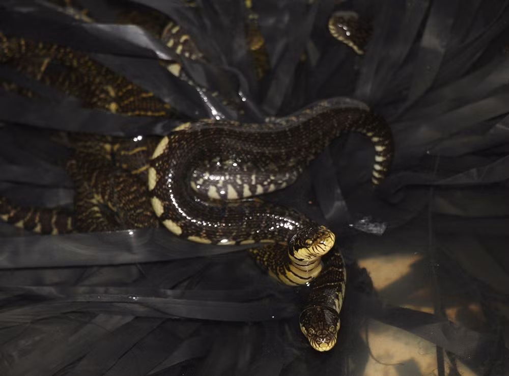 Cảnh tượng đáng sợ, 1.000 con rắn quấn nhau trong bể xi măng - Hình 5 Canh tuong dang so, 1.000 con ran quan nhau trong be xi mang-Hinh-5