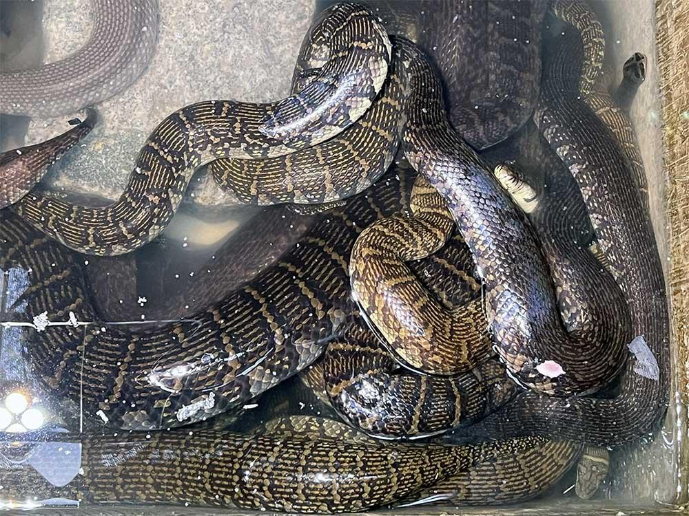 Năm 2014, Thanh thấy anh em cùng làm thợ hồ nuôi rắn ri voi rất thành công, anh bàn bạc với gia đình, quyết định bỏ ra 5 triệu đồng mua 100 con rắn ri voi giống về nuôi. Loài rắn này hiền, không có nọc độc, giá thị trường luôn cao. (Những con rắn bố mẹ trong giai đoạn sinh sản)