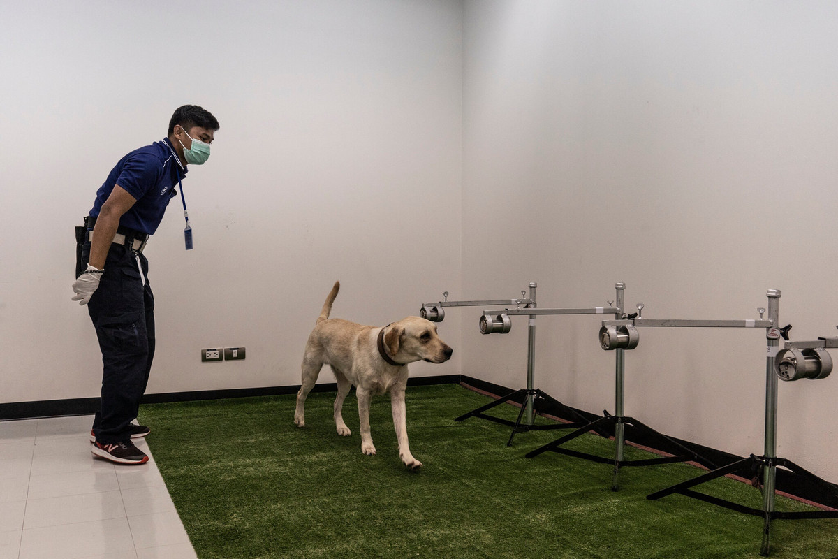 Về lý thuyết, khả năng đánh hơi COVID-19 của một chú chó tương đương năng lực phát hiện ma tuý. Sau khi tiếp xúc bông gòn thấm mồ hôi của người dương tính với SARS-CoV-2, các chú chó có thể xác định hợp chất hữu cơ bay hơi đặc trưng của bệnh nhân, thay vì virus từ dịch bắn. Ảnh: New York Times.