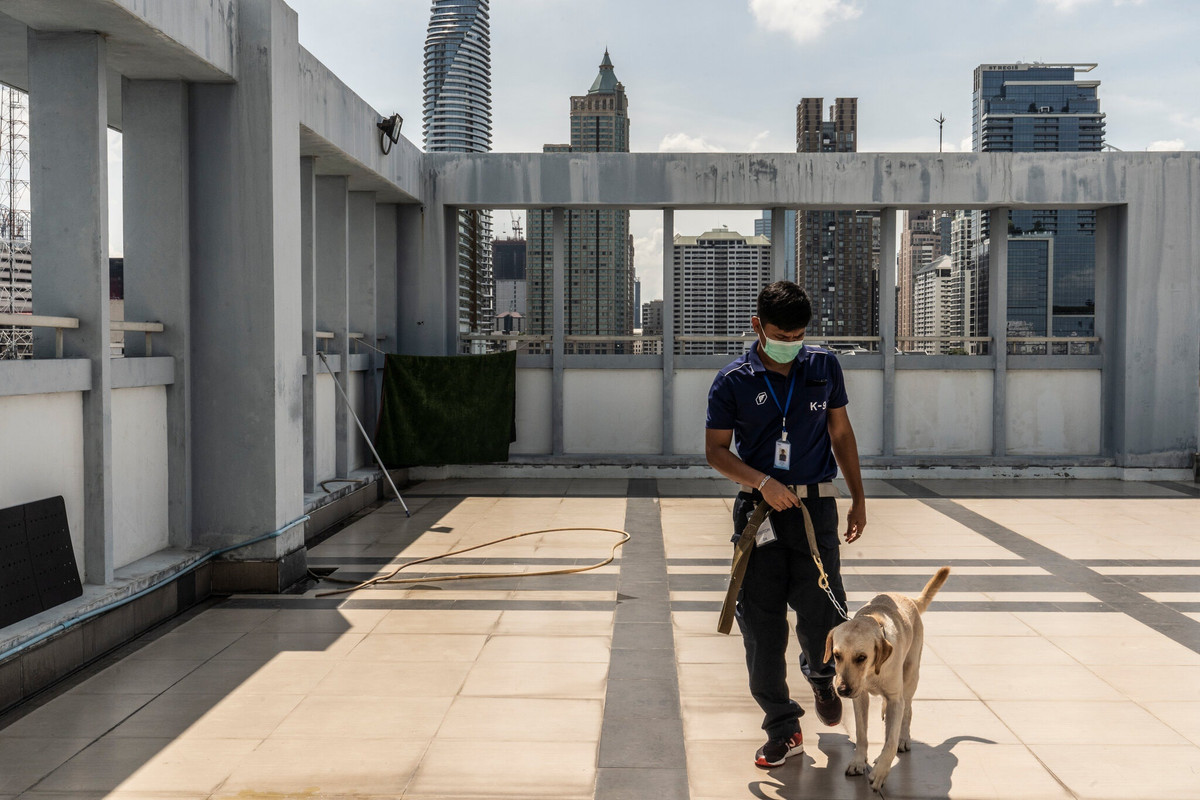 Sử dụng loài chó để phát hiện COVID-19 là phương pháp nhanh chóng và rẻ hơn so với xét nghiệm PCR. Chỉ một lượng nhỏ không khí trong vòng một giây là đủ để xác định những người nhiễm bệnh, dù có triệu chứng hay không. Ảnh: New York Times.