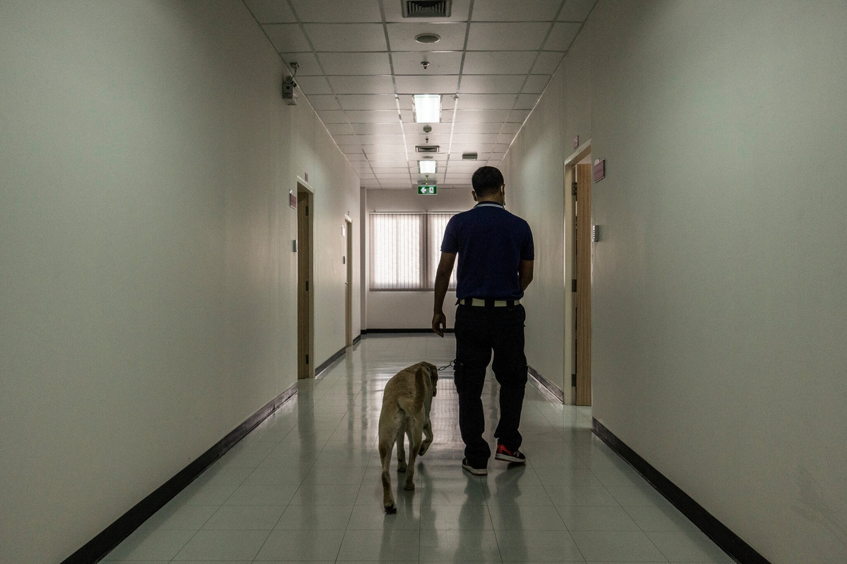 Trong quá trình huấn luyện, các chú chó thay phiên nhau xác định mẫu vật trong khoảng thời gian 10 giây tiếp xúc. Sau đó, chúng được đi lại tự do trong khuôn viên trước khi trở về nghỉ ngơi trong điều kiện chăm sóc tốt. Ảnh: New York Times. corona_counter.css