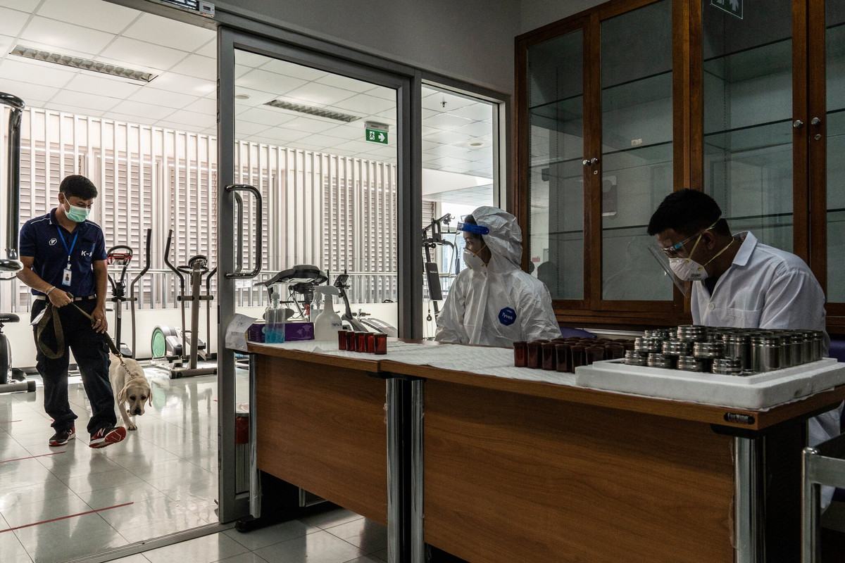 Các chú chó được huấn luyện ở Đại học Chulalongkorn cho kết quả phát hiện chính xác đến 96,2%. Trong khi đó, nghiên cứu ở Đức và một số nơi khác có kết quả thấp hơn nhưng vẫn rất ấn tượng. Ảnh: New York Times.