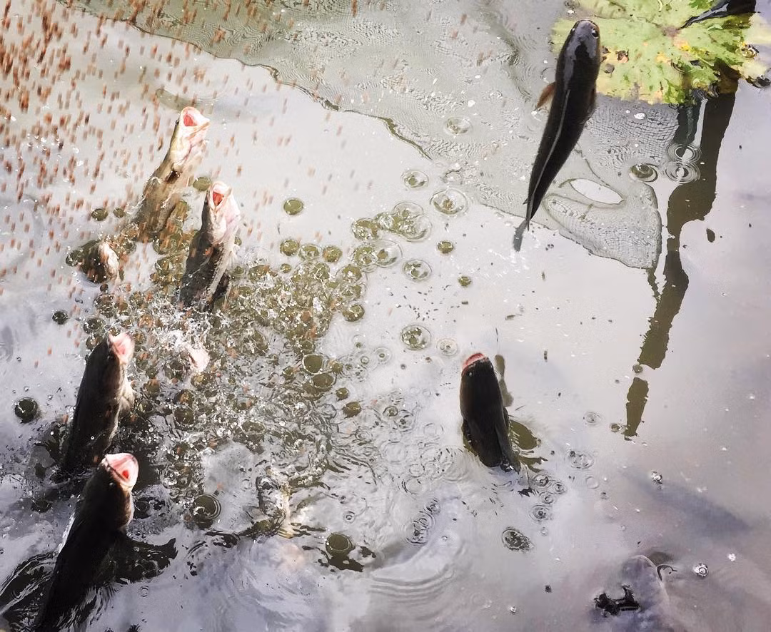 Cồn Sơn, quận Bình Thủy, TP Cần Thơ, nổi tiếng với hiện tượng đàn cá lóc biết bay khỏi mặt nước. Màn trình diễn lạ mắt này thu hút du khách trong và ngoài nước đến chiêm ngưỡng. Ngoài xem cá lóc bay, đến đây tham quan, bạn còn được thưởng thức nhiều đặc sản đồng quê hấp dẫn. Ảnh: Tranduc0110.