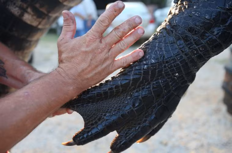 Săn cá sấu là một hoạt động nguy hiểm nhưng được công nhận là hợp pháp ở Alabama.