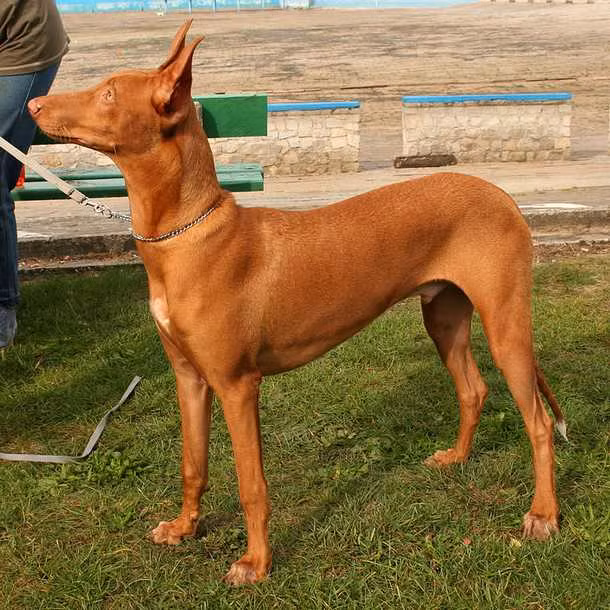 Chó săn Pharaoh có giá 2.500 - 5.000 USD mỗi con. Chúng là một người bạn đồng hành tốt, bướng bỉnh do có bản tính độc lập. Loài chó này có nguồn gốc từ Malta và được người dân nơi đây thường dùng để săn thỏ.