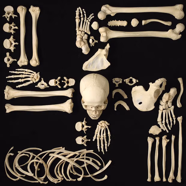 Nếu những loài động vật sống dưới nước có cơ thể lớn hơn như các loài cá lớn tham gia "bữa tiệc" trên thì quá trình phân hủy xác chết diễn ra với tốc độ nhanh hơn. Sau cùng, thi thể chỉ còn lại bộ xương.