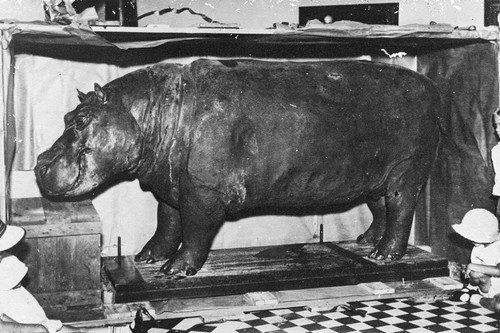 3. Ban đầu hà mã Huberta bị hiểu nhầm là một người đàn ông và được đặt tên Hubert. Nó đã có cuộc hành trình dài từ St Lucia Estuary, Zululand đến Eastern Cape, Nam Phi kể từ tháng 10/1928.