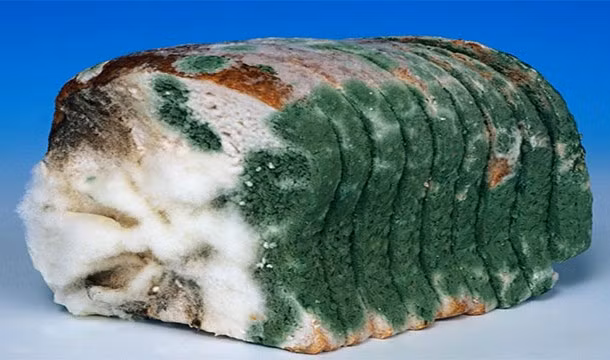 Người Ai Cập cổ đại sử dụng bánh mì mốc để làm chất khử trùng vết thương.