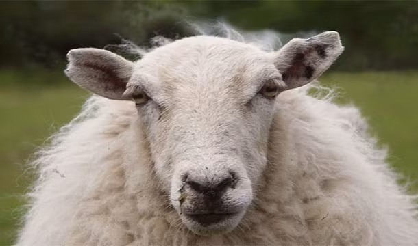 Người Lưỡng Hà chẩn đoán bệnh bằng cách kiểm tra gan cừu hiến tế.