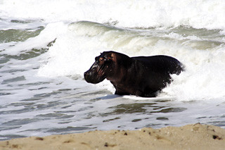 Huberta đã vượt qua 122 con sông trong suốt hành trình ấy. Trong thời gian đó, một số thợ săn đã tìm cách đi săn Huberta.