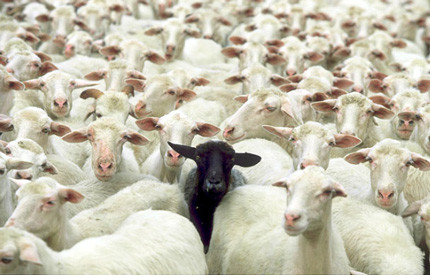 Đàn cừu quá hung hăng khiến chiếc xe ATV bị lật đổ, và chiếc xe đã cán lên người Betty Stobbs khiến bà tử vong.