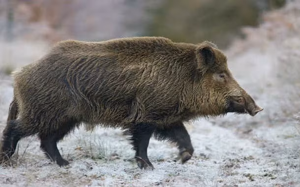 13. Theo tôn giáo của người Java, Babi Ngepet là một con quỷ lợn. Nó được cho là có liên quan đến những người thực hiện phép thuật đen tối với mục đích trở thành người giàu có chỉ trong một đêm. Để làm được điều đó, người làm phép từ bỏ hình dáng con người của mình và để cho lũ quỷ biến thành loài lợn trong thời gian ngắn. Khi đó, lũ quỷ sẽ giữ linh hồn của người làm phép.