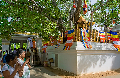 Cây Bồ đề đã đóng một vai trò quan trọng trong nhiều nghi lễ tôn giáo và vẫn được trồng ở một số nơi trên thế giới để mang lại may mắn và hạnh phúc.