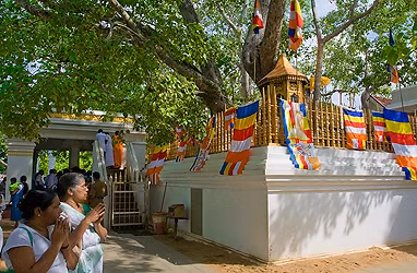 Cây Bồ đề đã đóng một vai trò quan trọng trong nhiều nghi lễ tôn giáo và vẫn được trồng ở một số nơi trên thế giới để mang lại may mắn và hạnh phúc.