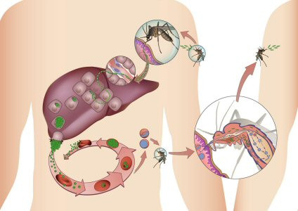 Thậm chí, bệnh sốt rét còn ảnh hưởng đến kết quả trận chiến khi quân Tây Ban Nha bao vây thành Granada năm 1489. Khi đó, một trận dịch sốt rét đã bùng phát, trong vòng 1 tháng, chỉ còn 8.000 binh sĩ trong tổng số 25.000 quân sống sót.