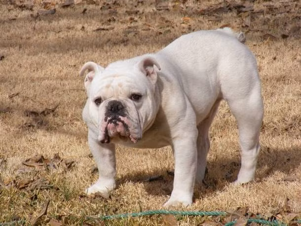 Chó Bulldog Anh là một trong những giống chó được săn lùng nhiều nhất ở Mỹ. Mỗi con có giá từ 2.500 USD trở lên. Giống chó này có thân hình mũm mĩm, chân ngắn.