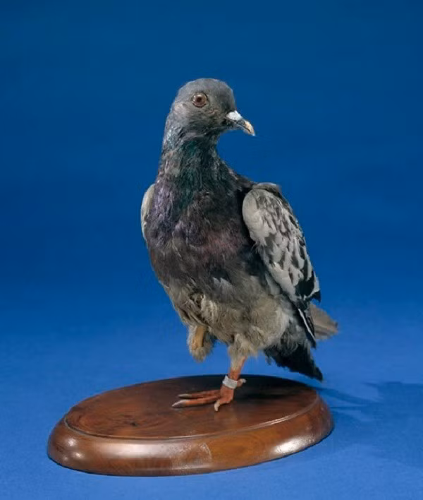 Cher Ami trở thành anh hùng của Sư đoàn bộ binh 77. Mặc dù được cứu chữa nhưng Cher Ami đã chết vào ngày 13/6/1919 ở New Jersey.