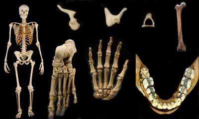 Trong khoảng thời gian từ 2 - 3 năm, cơ thể người xấu số được chôn cất dưới đất dần dần bị tiêu hủy toàn bộ da thịt, cơ và chỉ còn lại bộ xương.