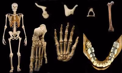 Trong khoảng thời gian từ 2 - 3 năm, cơ thể người xấu số được chôn cất dưới đất dần dần bị tiêu hủy toàn bộ da thịt, cơ và chỉ còn lại bộ xương.