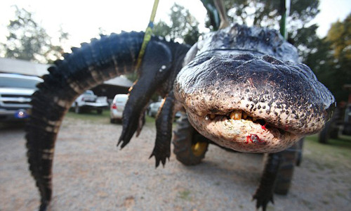 Đây được coi là con cá sấu nặng nhất từng bị bắt ở Alabama, Mỹ.